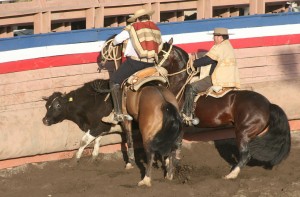 RodeoTalca