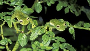 camouflage_animals_13